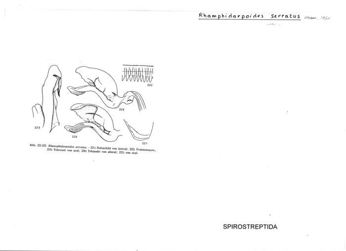Rhamphidarpoides serratus