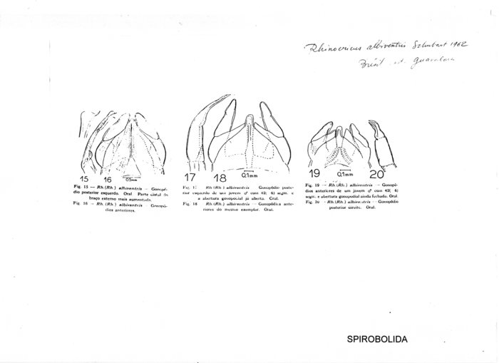 Rhinocricus albiventris