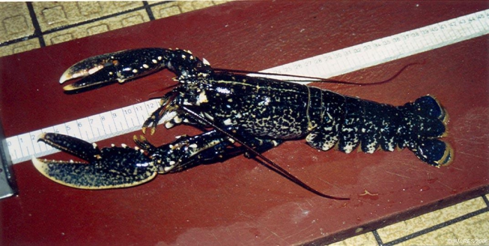 Homarus gammarus (Linnaeus, 1758) 