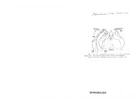 Rhinocricus civis