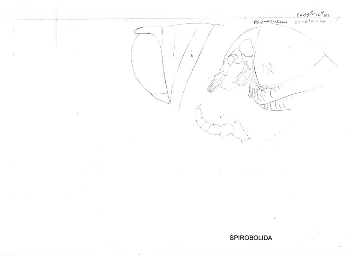Rhinocricus pacificus constrictus