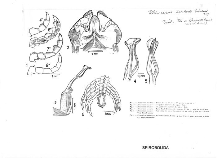 Rhinocricus insularis