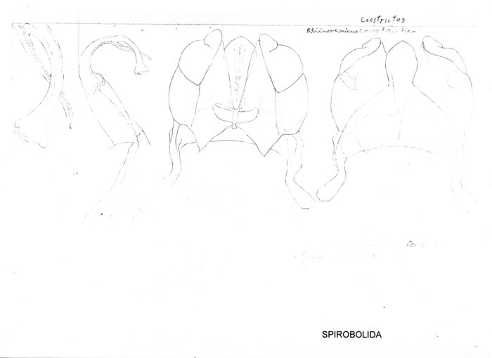 Rhinocricus pacificus constrictus