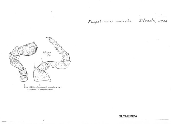 Rhopalomeris monacha