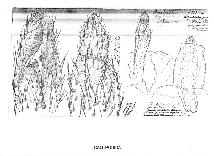 Rhopalopetalum blanci