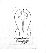 Rhynchoproctus beccarii