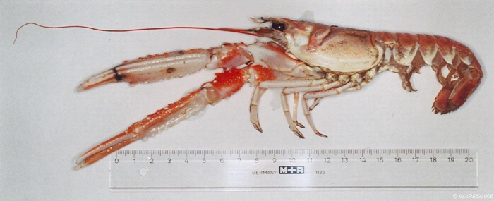 Nephrops norvegicus (Linnaeus, 1758) 