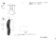 Rhysodesmus acolhuus