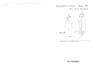 Rhysodesmus chisosi