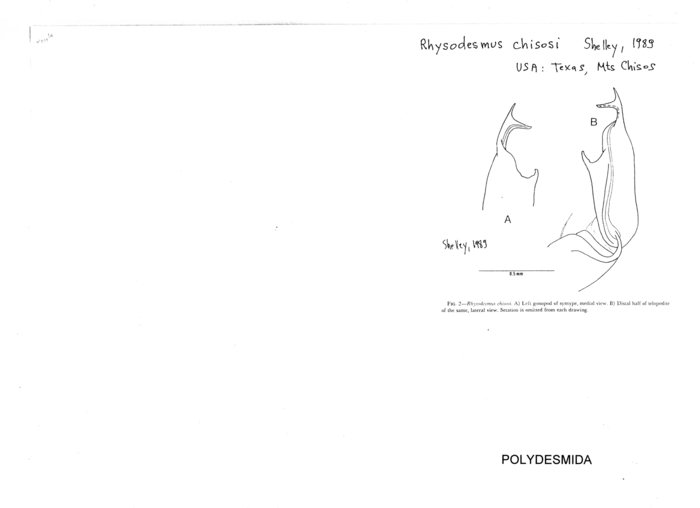 Rhysodesmus chisosi
