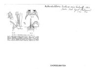 Rothenbuehleria tirolense veris