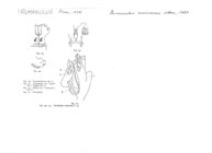Rumaniulus mammosus