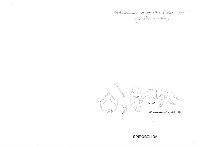 Salpidobolus anomalus
