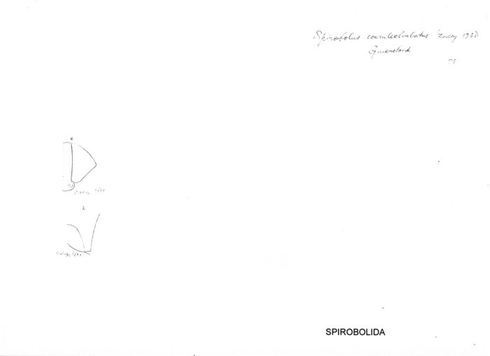 Salpidobolus coeruleolimbatus