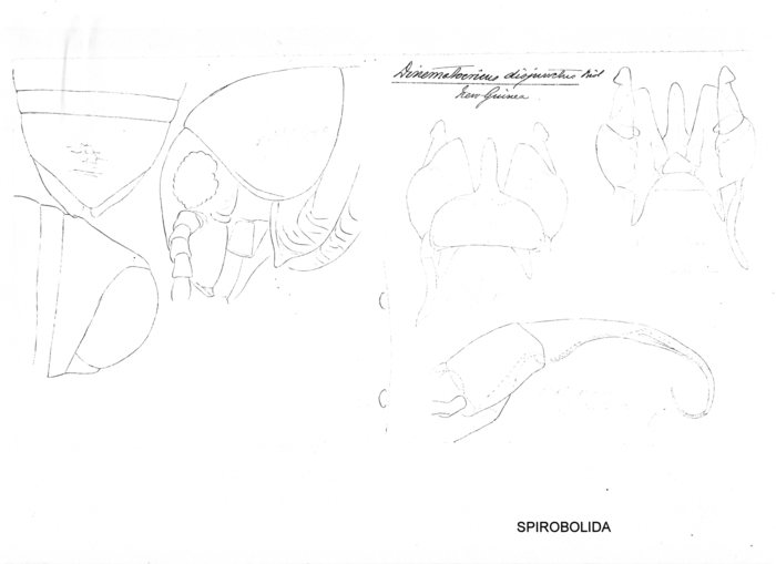 Salpidobolus disjunctus