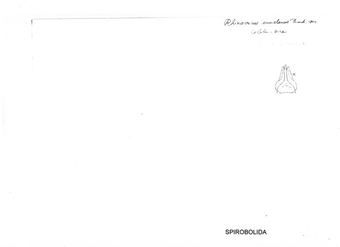 Salpidobolus eumelanus