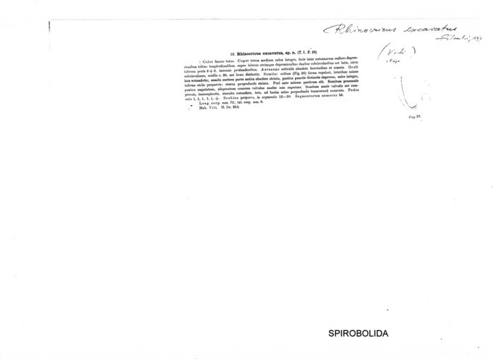 Salpidobolus excavatus