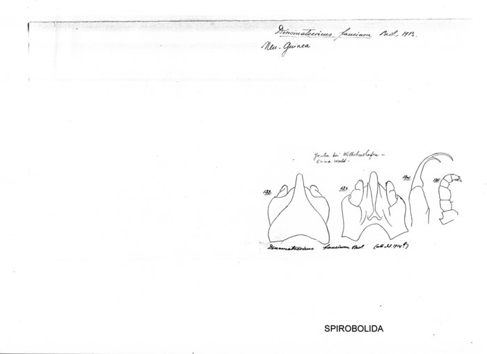 Salpidobolus faucium