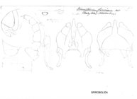 Salpidobolus faucium