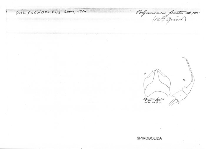 Salpidobolus fossatus