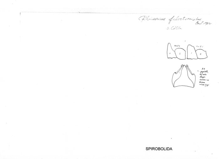 Salpidobolus fulvotaeniatus