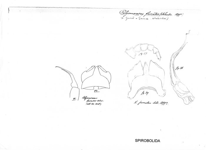 Salpidobolus furcatus