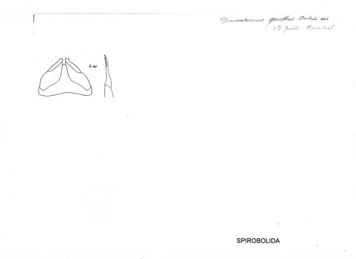 Salpidobolus gonethus
