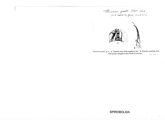 Salpidobolus granti