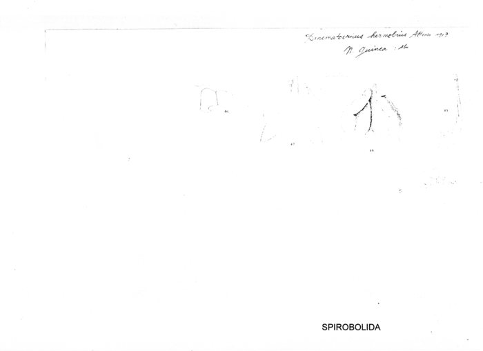 Salpidobolus hermobius