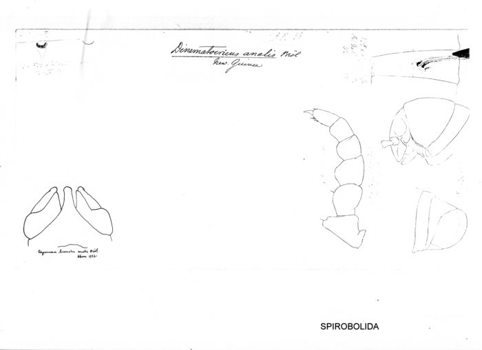 Salpidobolus lissonotus analis