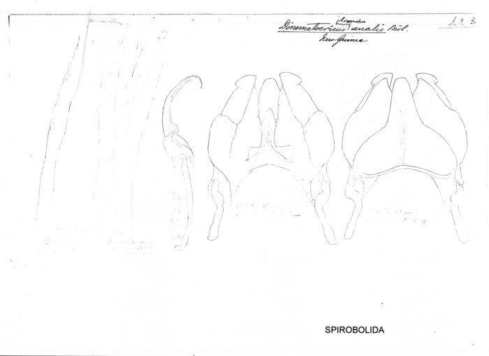 Salpidobolus lissonotus analis