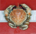 Crustacea (crustaceans)