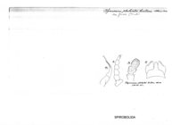 Salpidobolus phaleratus basiliscus
