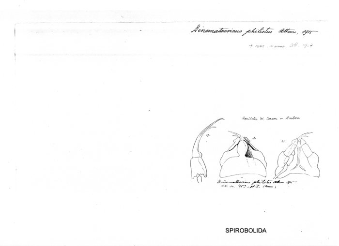 Salpidobolus philistus