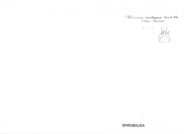 Salpidobolus xanthozonus