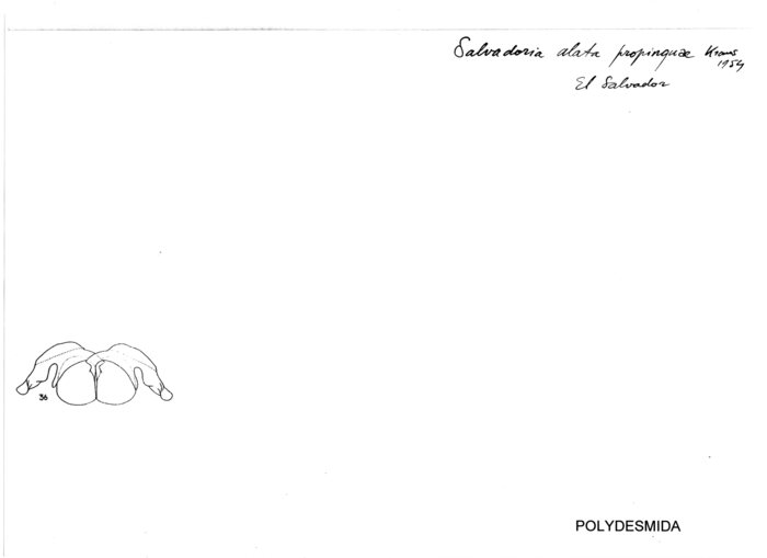Salvadoria alata propinqua
