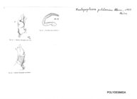 Scolopopleura pulcherrima