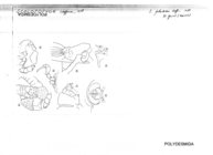 Scolopopyge pholeter