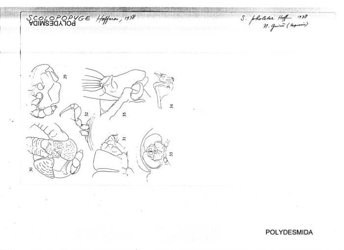 Scolopopyge pholeter