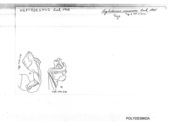 Scytodesmus connivens