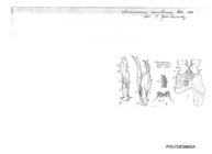 Semnosoma insulanum
