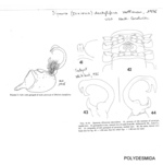 Sigmoria dactylifera