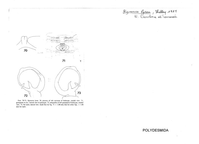 Sigmoria lyrea