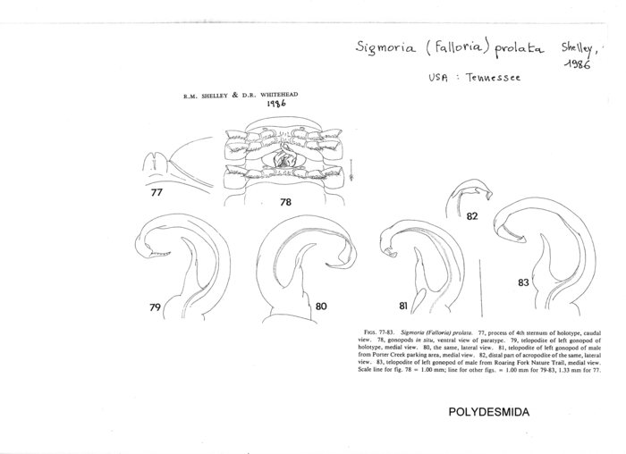 Sigmoria prolata