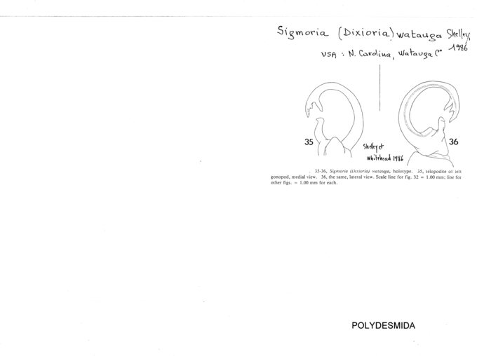 Sigmoria watauga