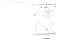 Sigmoria whiteheadi