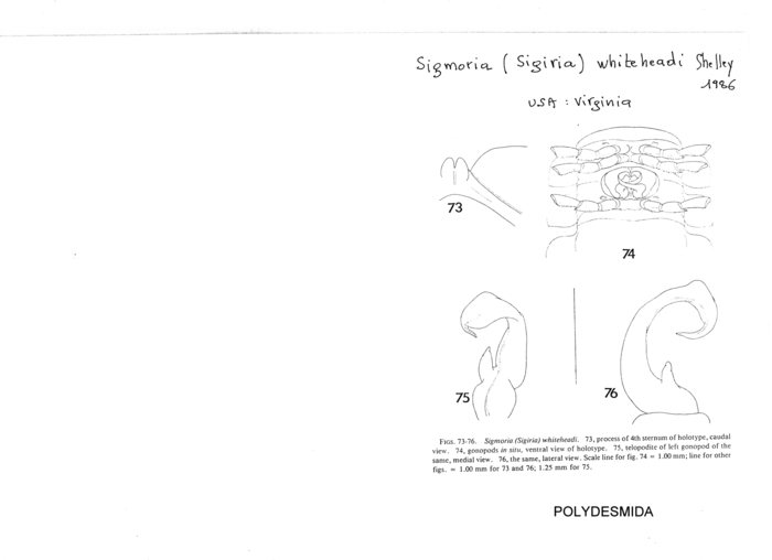 Sigmoria whiteheadi