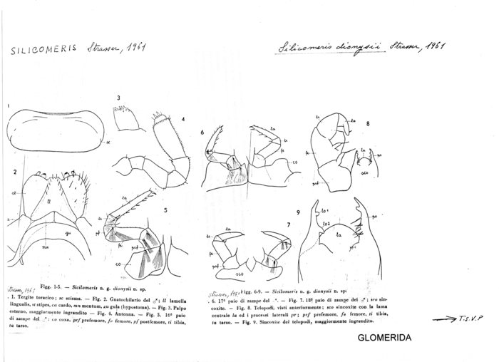 Glomeris dionysii