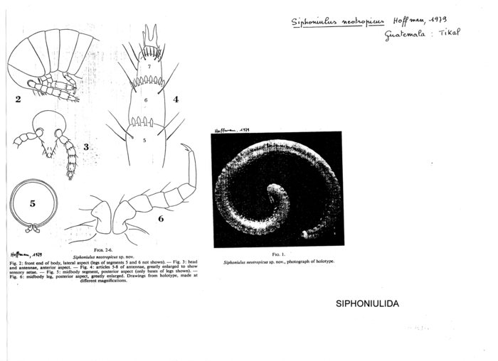 Siphoniulus neotropicus