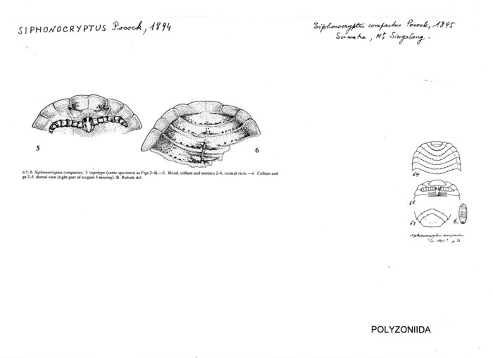 Siphonocryptus compactus